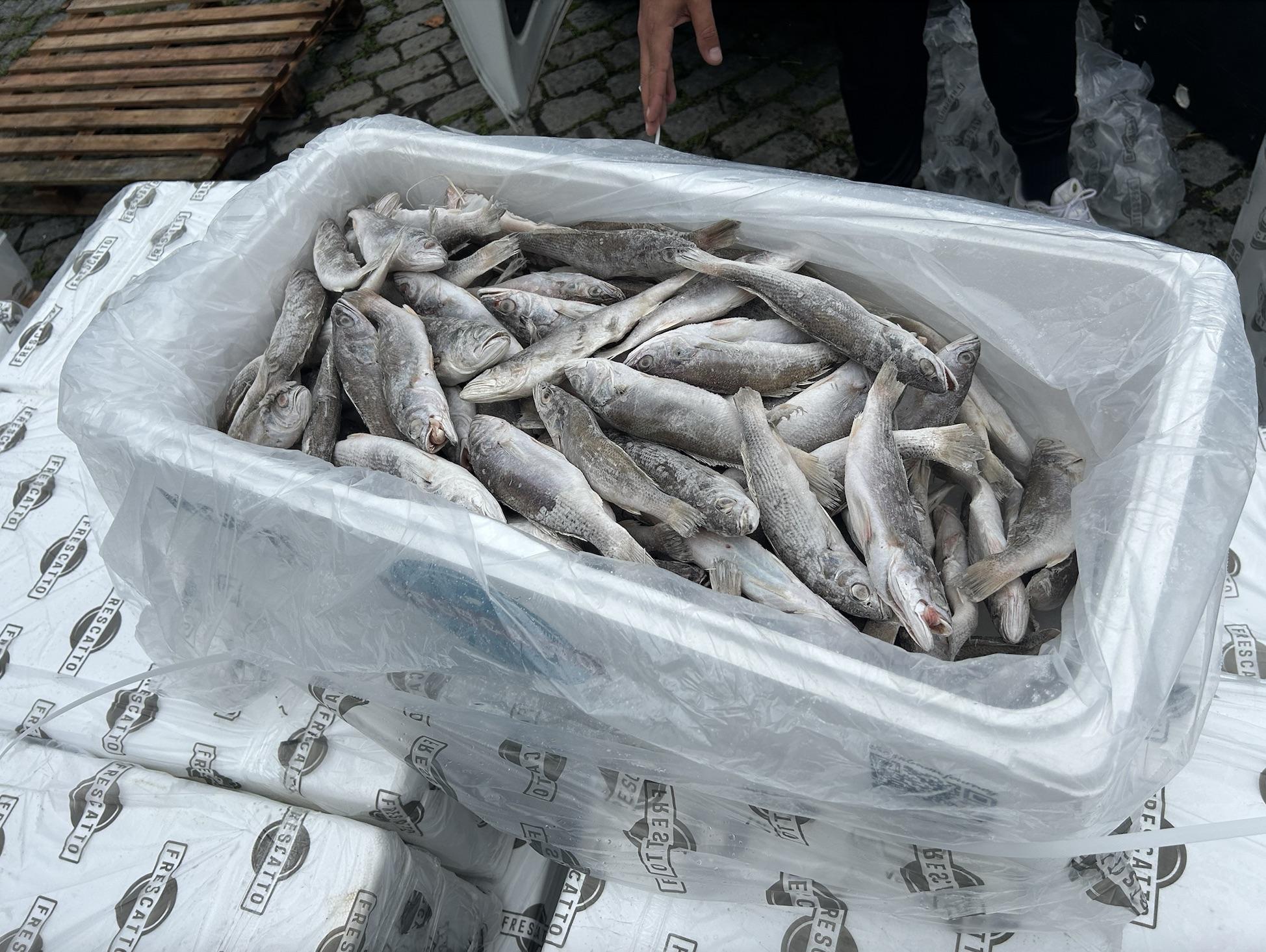 Semana do Pescado doa mais de três toneladas de peixes